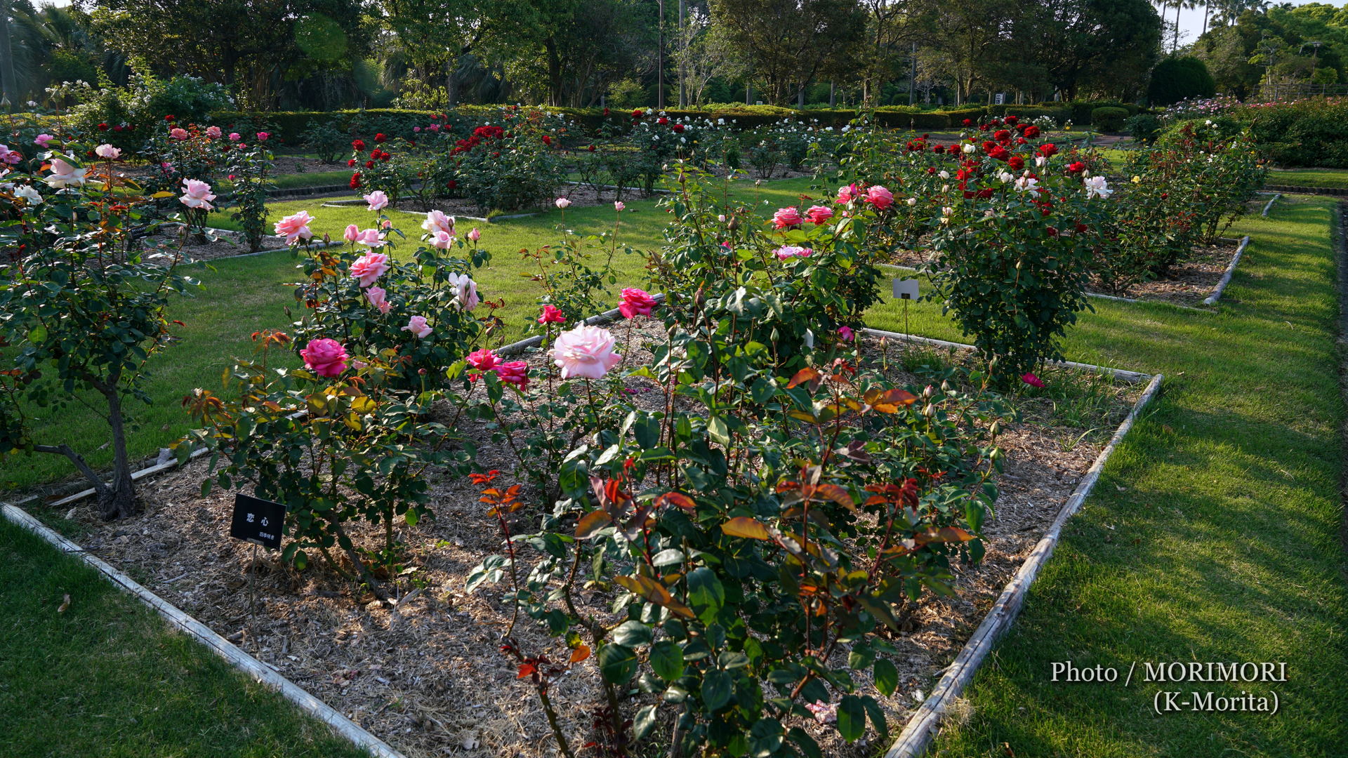 近くの公園にて バラ園のバラ パセリの花 他 日々ブログ Morimori 宮崎県