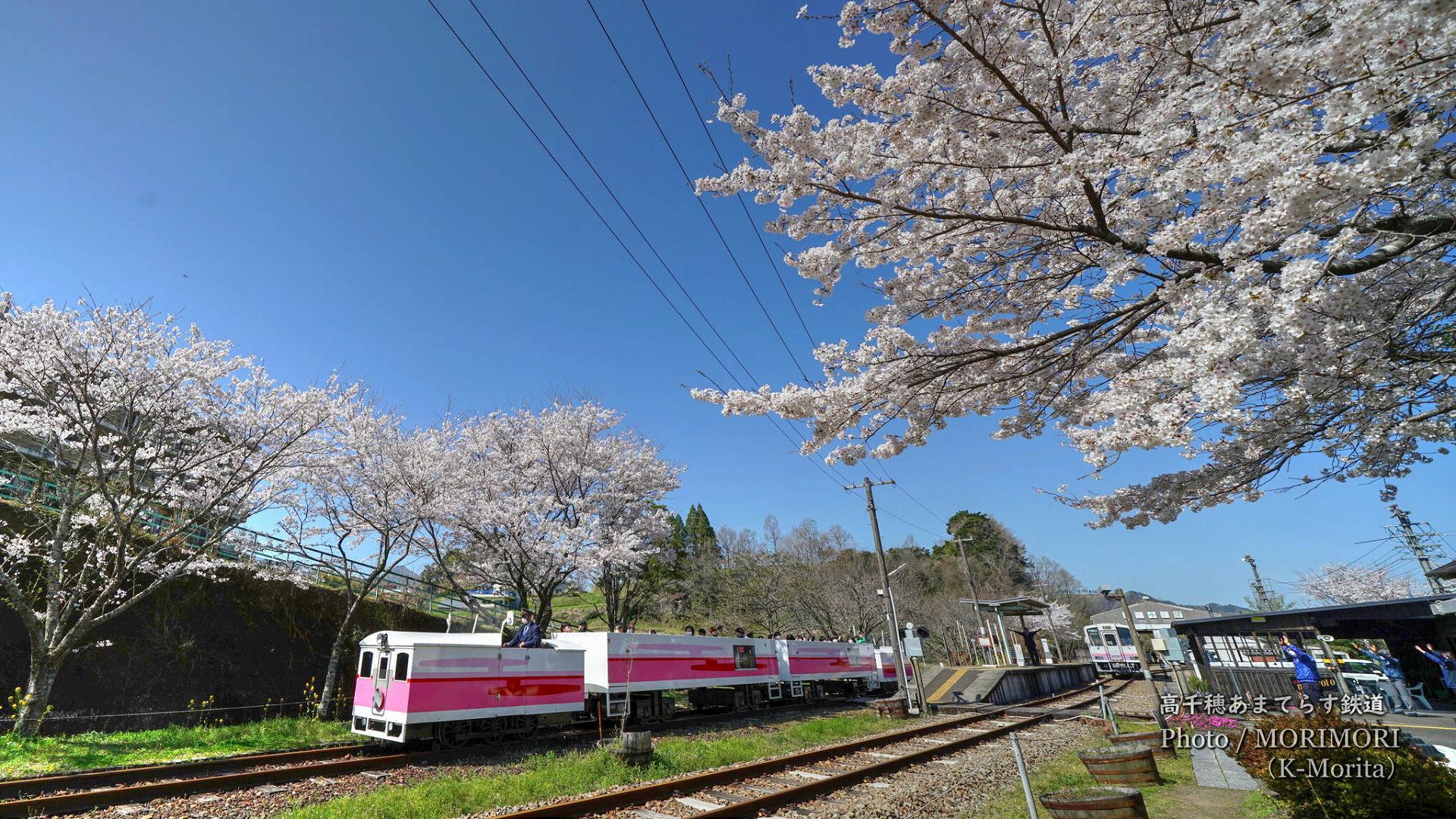 document.write('<i style="background-color: '+randomColor()+'">▼</i>');満開の桜と高千穂あまてらす鉄道　高千穂駅・天岩戸駅