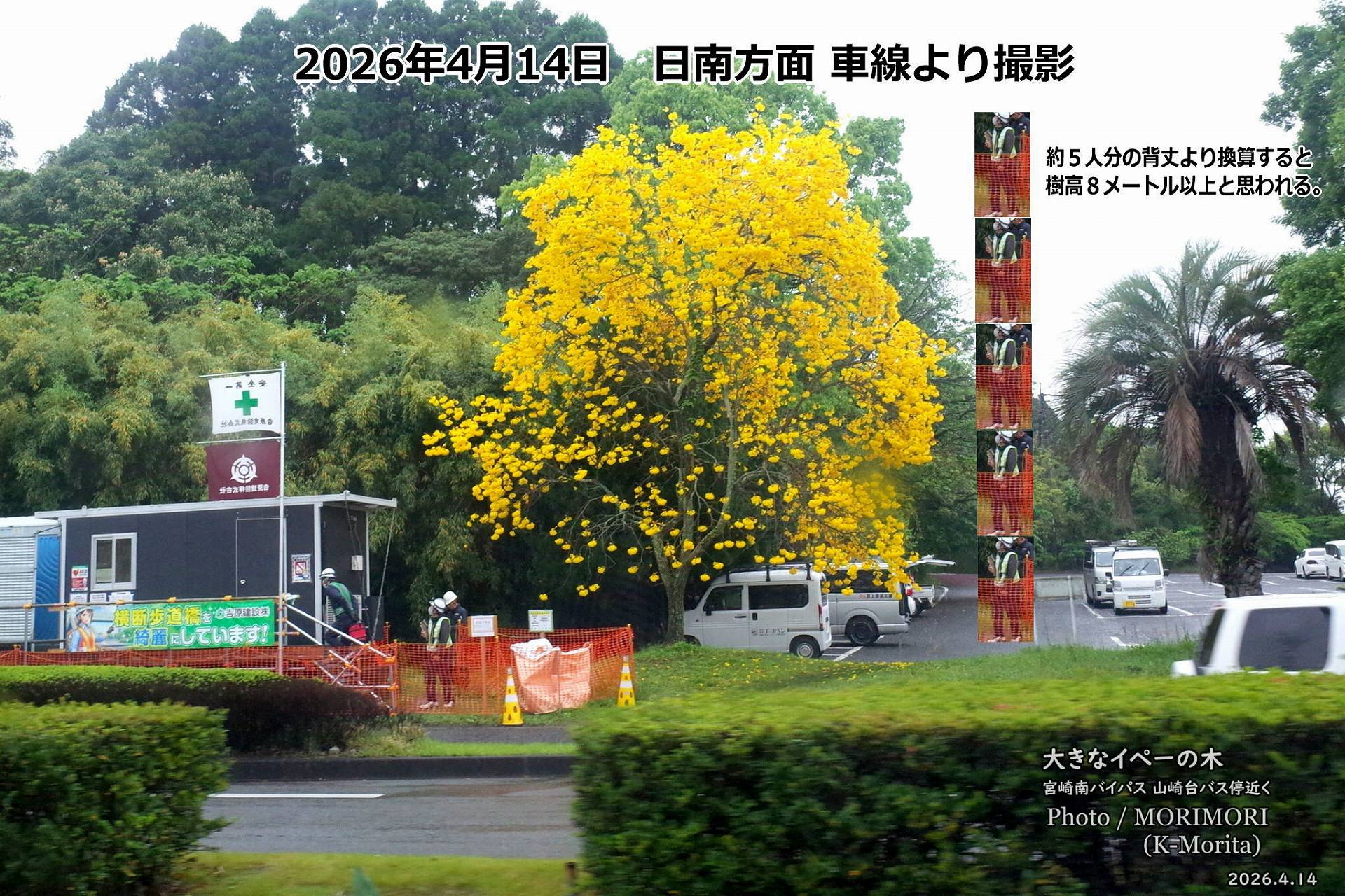 宮崎南バイパス沿い山崎台バス停付近で黄色い花の咲く、イペーが満開