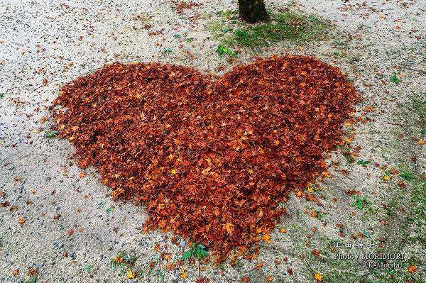 ハート型に集められた紅葉の落ち葉