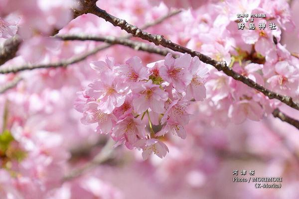 野島神社の河津桜満開