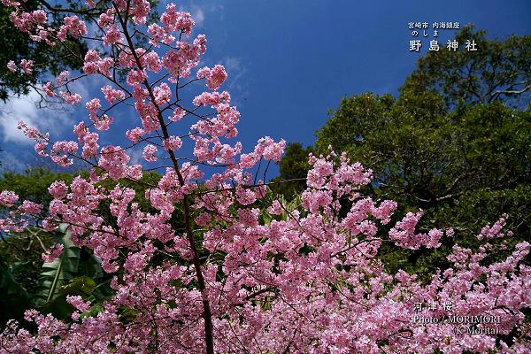 野島神社の河津桜満開