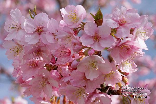 河津桜（カワズサクラ）花の部分　山崎川自然歩道にて