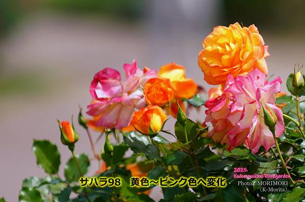 ϥ98ԥ󥯿Ѳ(ɤΤ)