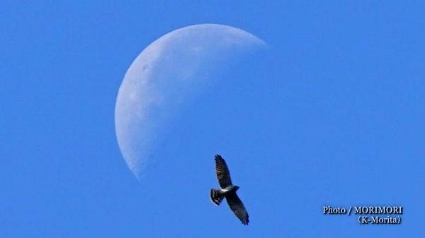 サシバの渡り(金御岳にて) サシバの渡り(金御岳にて)