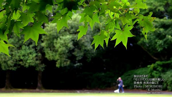 ֥ߥХեסʵܺԻ̱οˤơ