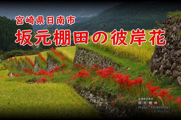 丵êĤ߲WebPage
