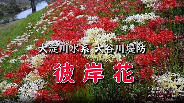 ëɤ˺餯߲