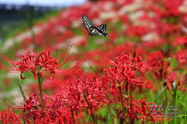 原画の彼岸花 原画の彼岸花