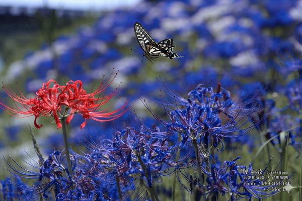 青い彼岸花(Gemini_Generated_Image) 青い彼岸花(Gemini_Generated_Image)