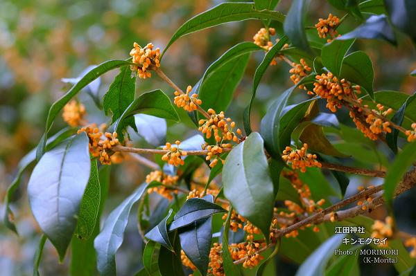 金木犀(キンモクセイ)江田神社にて 金木犀(キンモクセイ)江田神社にて