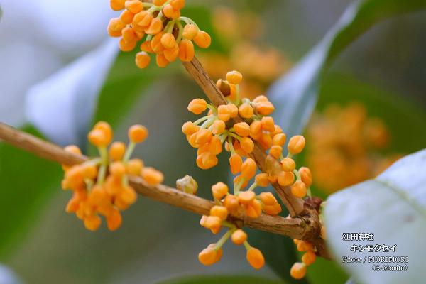 金木犀(キンモクセイ)江田神社にて 金木犀(キンモクセイ)江田神社にて