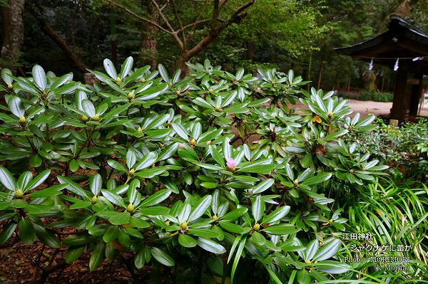 シャクナゲに蕾が・・(江田神社にて) シャクナゲに蕾が・・(江田神社にて)