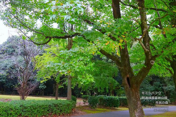 モミジバフウ(阿波岐原森林公園 市民の森にて) モミジバフウ(阿波岐原森林公園 市民の森にて)