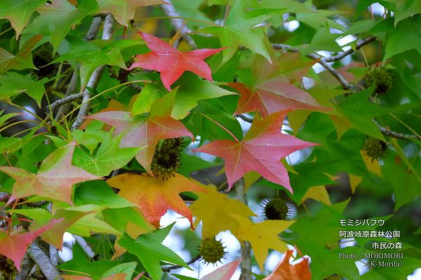 モミジバフウ(阿波岐原森林公園 市民の森にて) モミジバフウ(阿波岐原森林公園 市民の森にて)