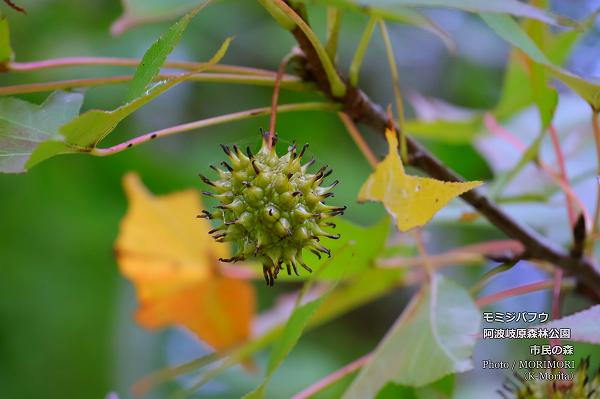 モミジバフウの実(市民の森にて) モミジバフウの実(市民の森にて)