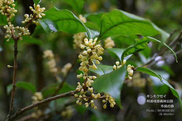 ギンモクセイ(阿波岐原森林公園 市民の森にて) ギンモクセイ(阿波岐原森林公園 市民の森にて)
