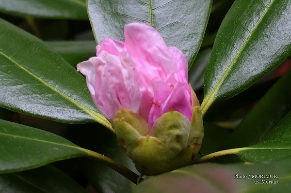 開花しそうなシャクナゲ 開花しそうなシャクナゲ
