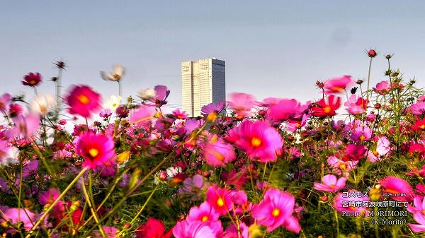 コスモスとフェニックス・シーガイア・オーシャン・タワー コスモスとフェニックス・シーガイア・オーシャン・タワー