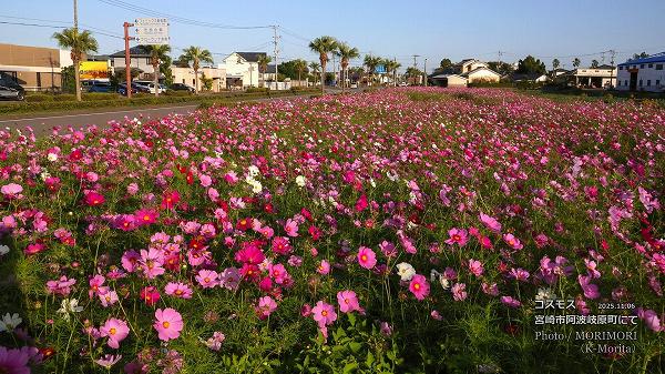 コスモス(宮崎市 阿波岐原町) コスモス(宮崎市 阿波岐原町)