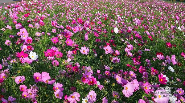 コスモス(宮崎市 阿波岐原町) コスモス(宮崎市 阿波岐原町)