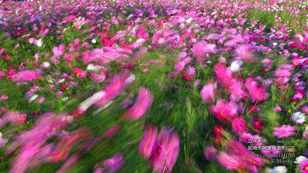 コスモス(宮崎市 阿波岐原町) コスモス(宮崎市 阿波岐原町)