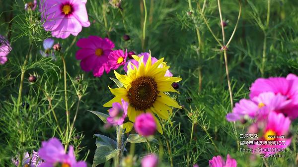 コスモス(宮崎市 阿波岐原町) コスモス(宮崎市 阿波岐原町)
