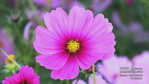 コスモス(宮崎市 阿波岐原町) コスモス(宮崎市 阿波岐原町)