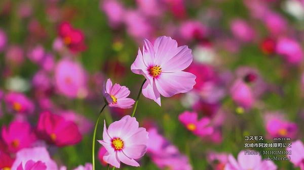 コスモス(宮崎市 阿波岐原町) コスモス(宮崎市 阿波岐原町)