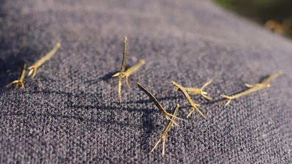 アメリカセンダングサ(キク科)の種 アメリカセンダングサ(キク科)の種