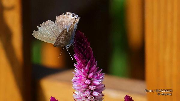 = 「こどものくに」(秋のバラまつり会場にて 11/7)