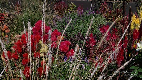 ���ɤ�Τ��ˡ�ROSE�����ǥ�ˤ�