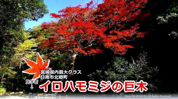 日南市北郷町 イロハモミジの巨木の紅葉 日南市北郷町 イロハモミジの巨木の紅葉