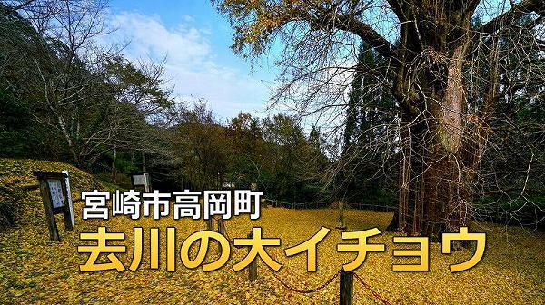 宮崎市高岡町 去川の大イチョウ 宮崎市高岡町 去川の大イチョウ