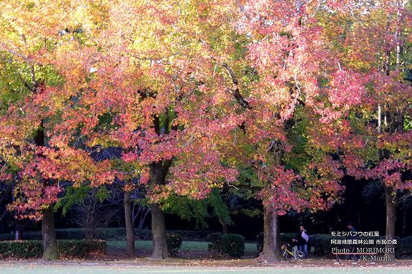 宮崎市 市民の森 モミジバフウの紅葉 宮崎市 市民の森 モミジバフウの紅葉