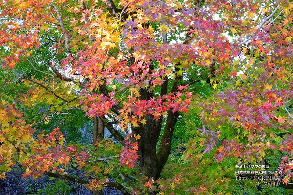 宮崎市 市民の森 モミジバフウの紅葉 宮崎市 市民の森 モミジバフウの紅葉