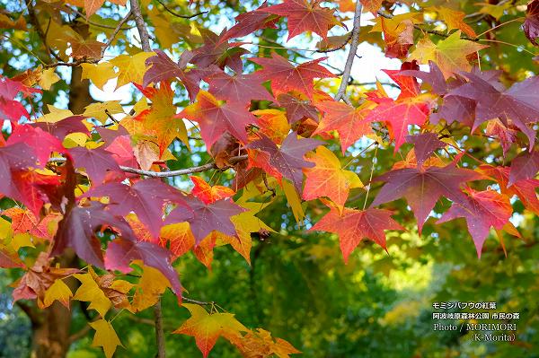 宮崎市 市民の森 モミジバフウの紅葉 宮崎市 市民の森 モミジバフウの紅葉