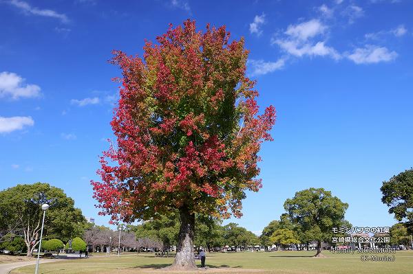 ܺ긩ʸ ߥХեεڤι