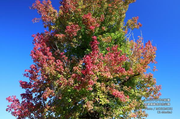 ܺ긩ʸ ߥХեεڤι