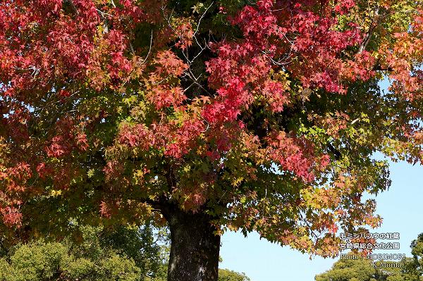 ܺ긩ʸ ߥХեεڤι