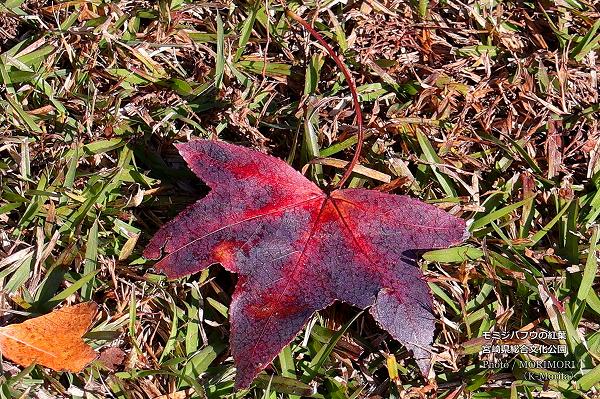 ܺ긩ʸ ߥХեεڤι