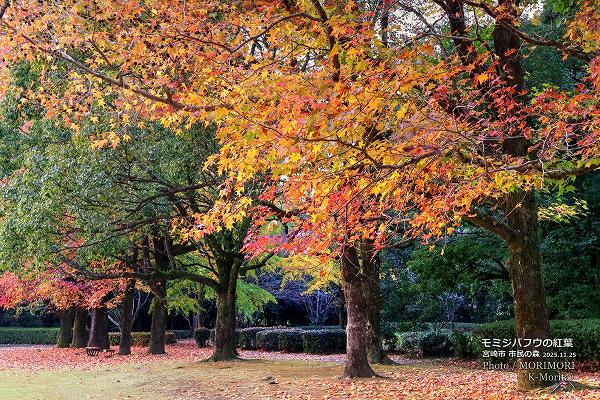 ߥХեʥꥫեˤιաܺ ̱ο