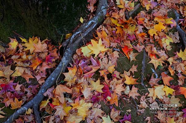 ߥХեʥꥫեˤιաܺ ̱ο