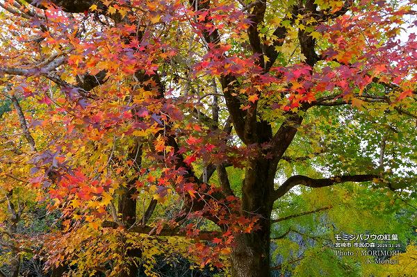 ߥХեʥꥫեˤιաܺ ̱ο