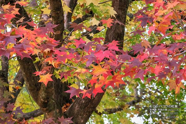 ߥХեʥꥫեˤιաܺ ̱ο