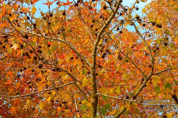 ߥХեʥꥫեˤμ¡ܺ ̱ο