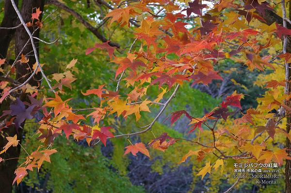 ߥХեʥꥫեˤιաܺ ̱ο