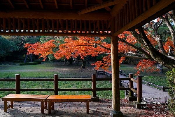 イロハモモジ 宮崎市市民の森 イロハモモジ 宮崎市市民の森