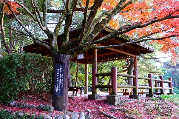 イロハモモジ 宮崎市市民の森 イロハモモジ 宮崎市市民の森