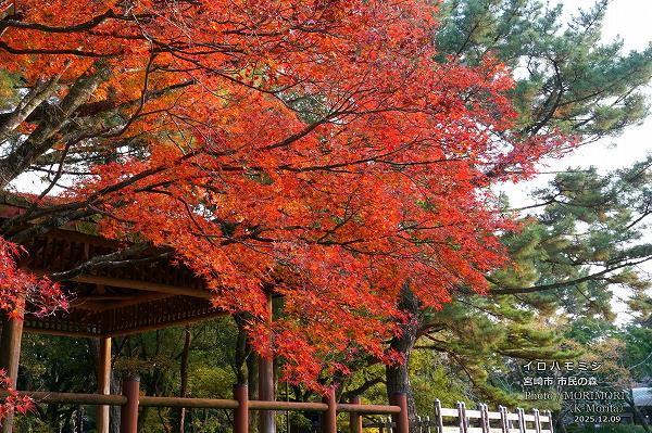 イロハモモジ 宮崎市市民の森 イロハモモジ 宮崎市市民の森
